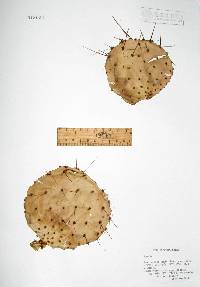 Opuntia gosseliniana image