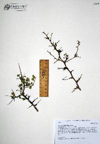 Ceanothus depressus image