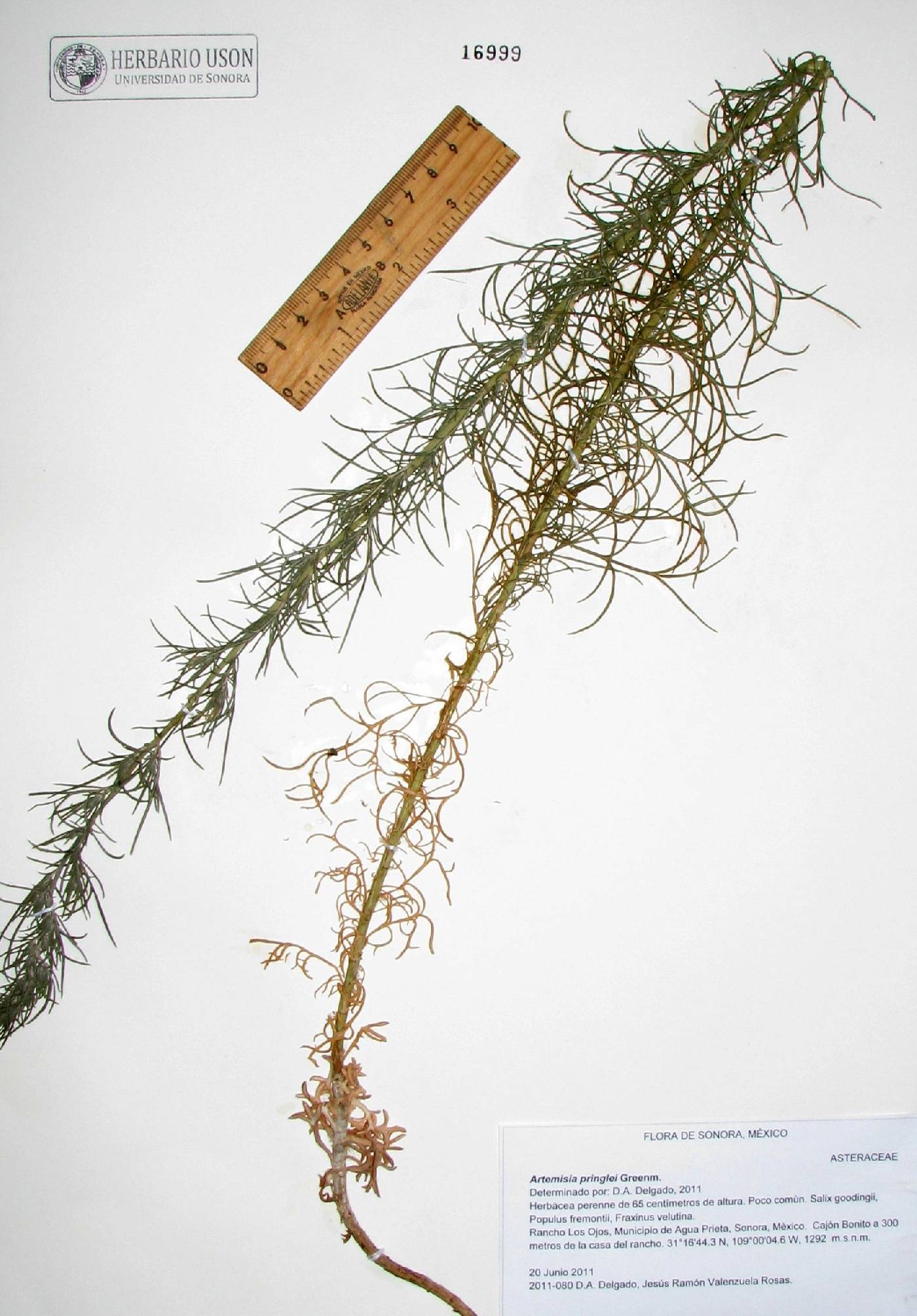 Artemisia pringlei image