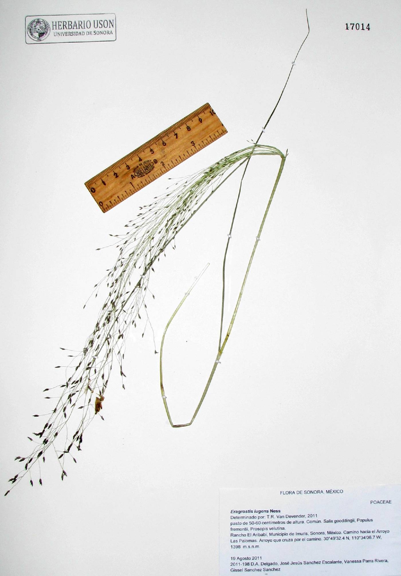 Eragrostis lugens image