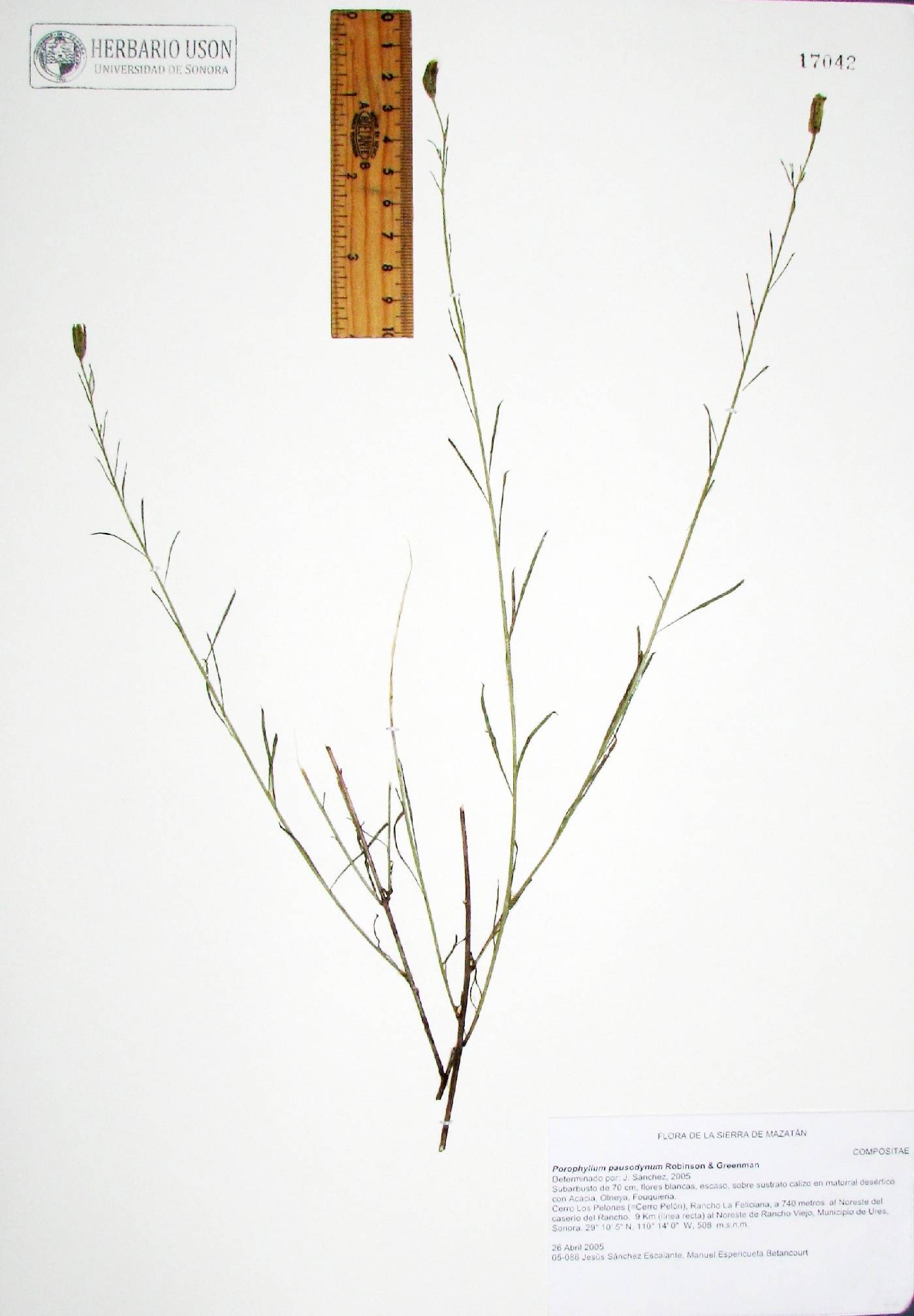 Porophyllum pausodynum image