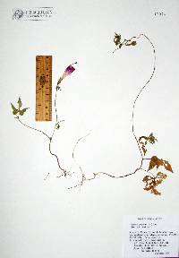 Ipomoea purpurea image