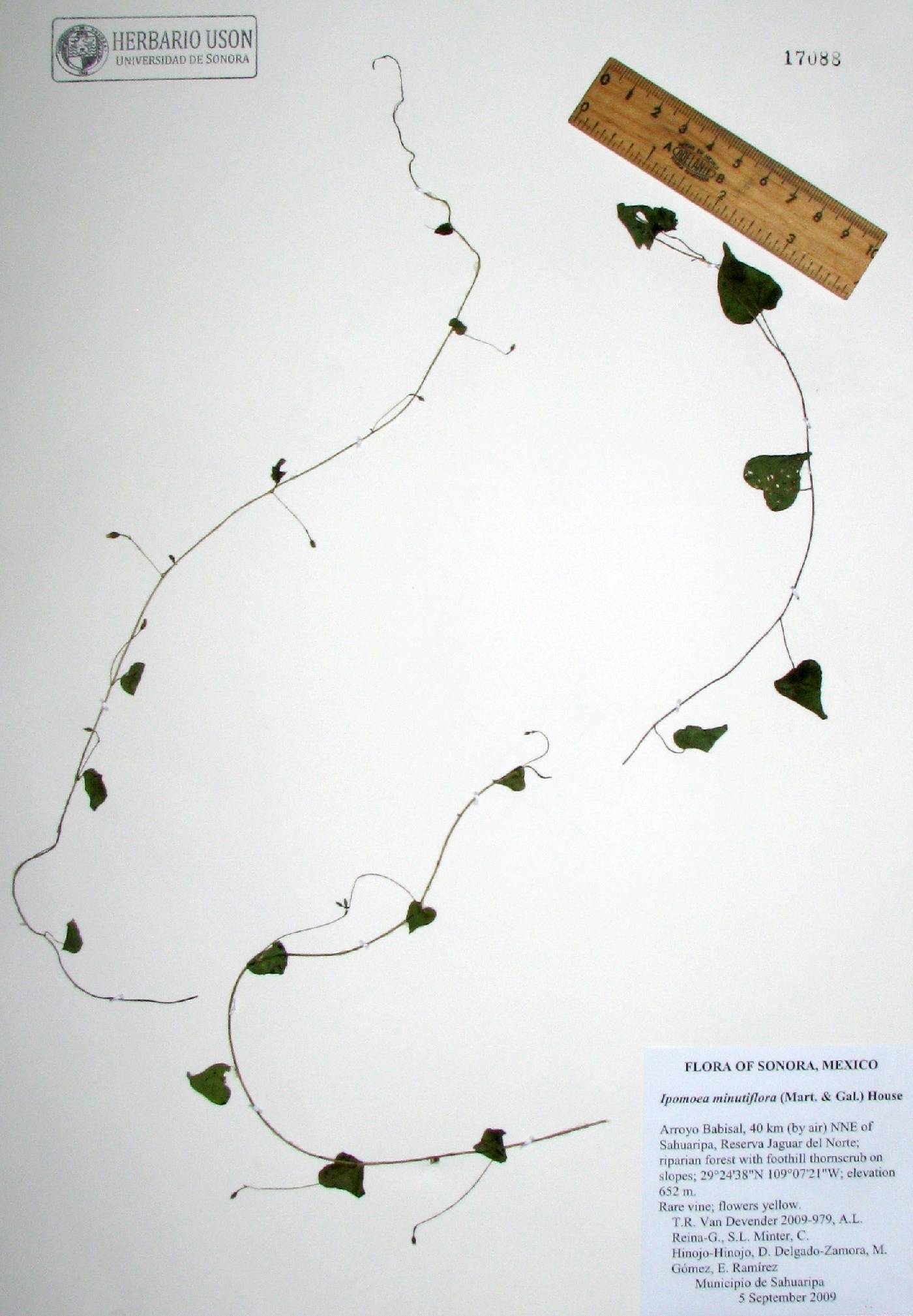 Ipomoea minutiflora image