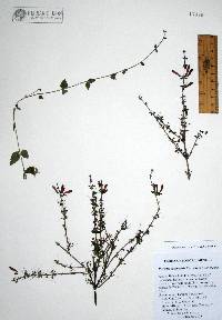 Russelia sonorensis image