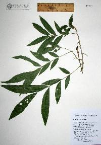 Sapindus saponaria var. saponaria image
