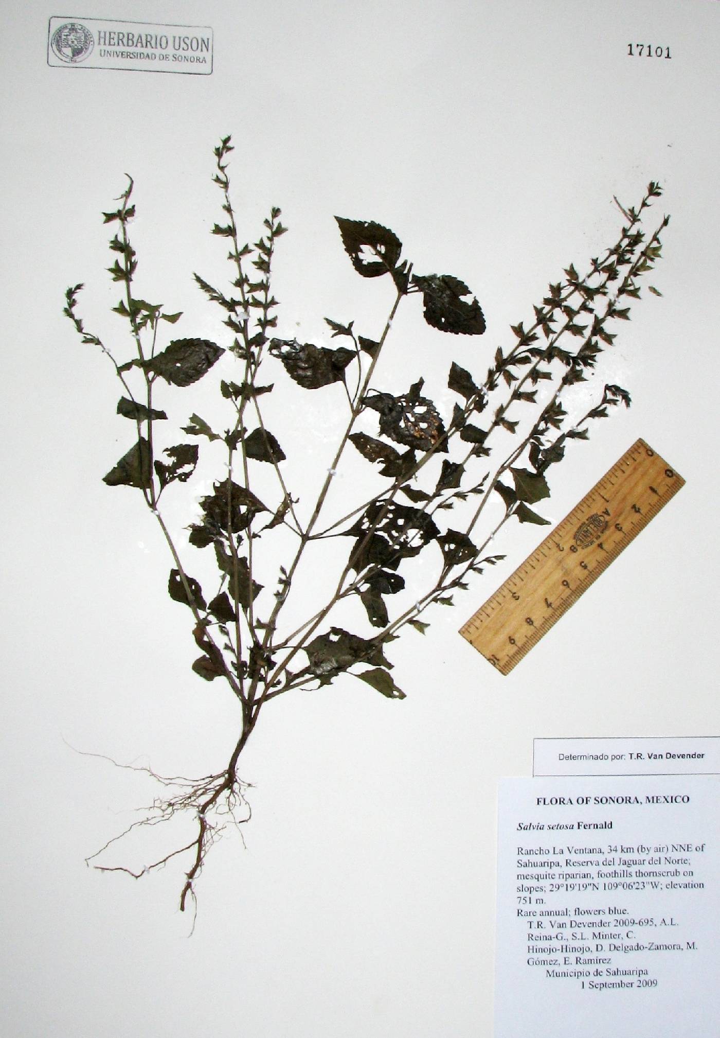 Salvia occidentalis image