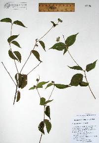 Croton flavescens image