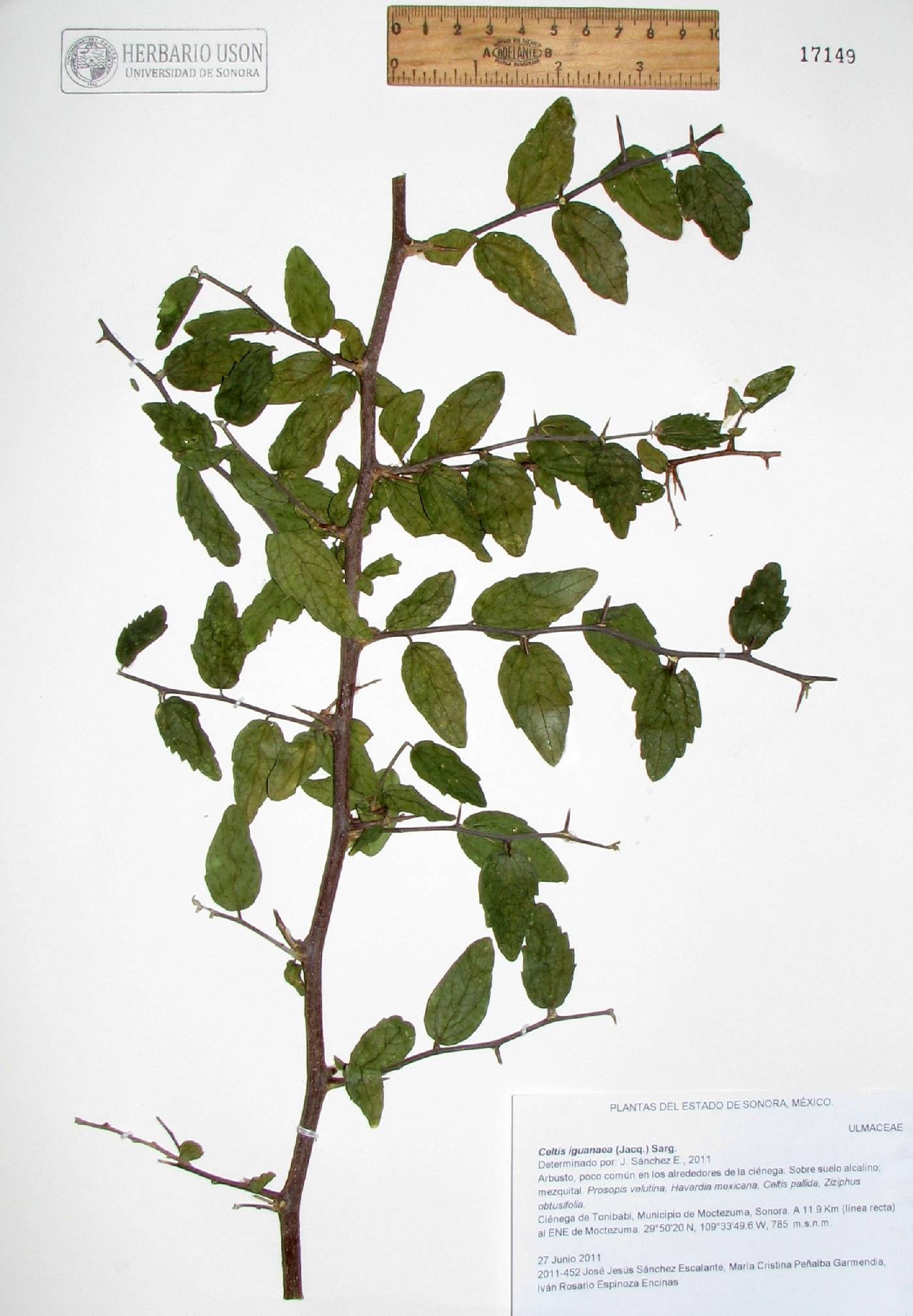 Celtis iguanaea image