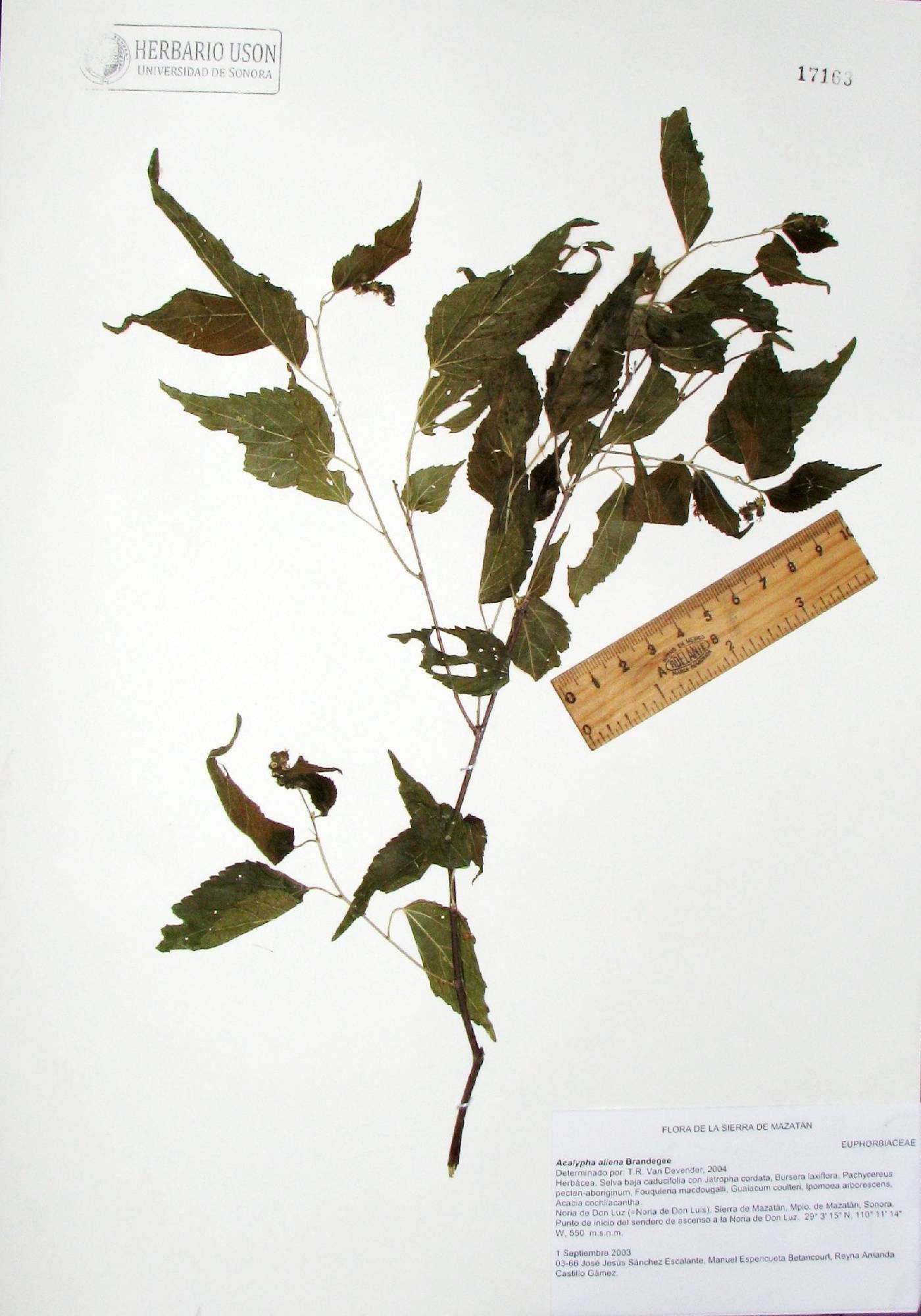 Acalypha aliena image