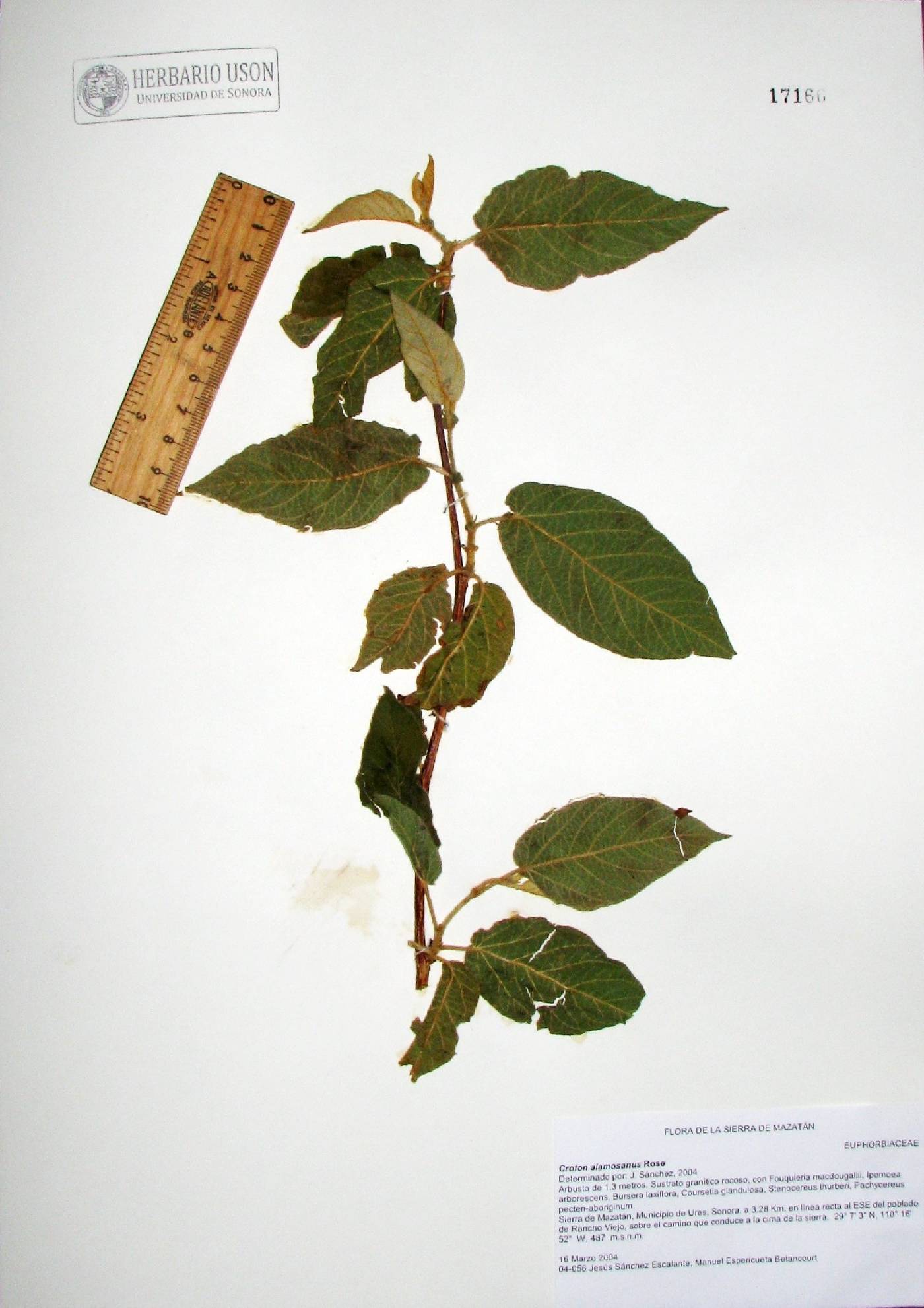 Croton alamosanus image