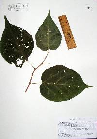 Croton flavescens image