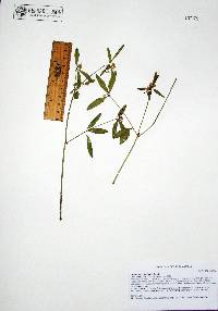 Image of Euphorbia colletioides