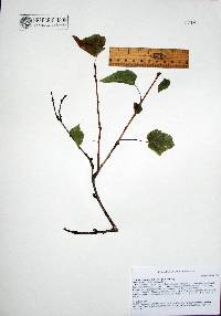 Jatropha cordata image