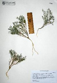 Astragalus allochrous var. playanus image