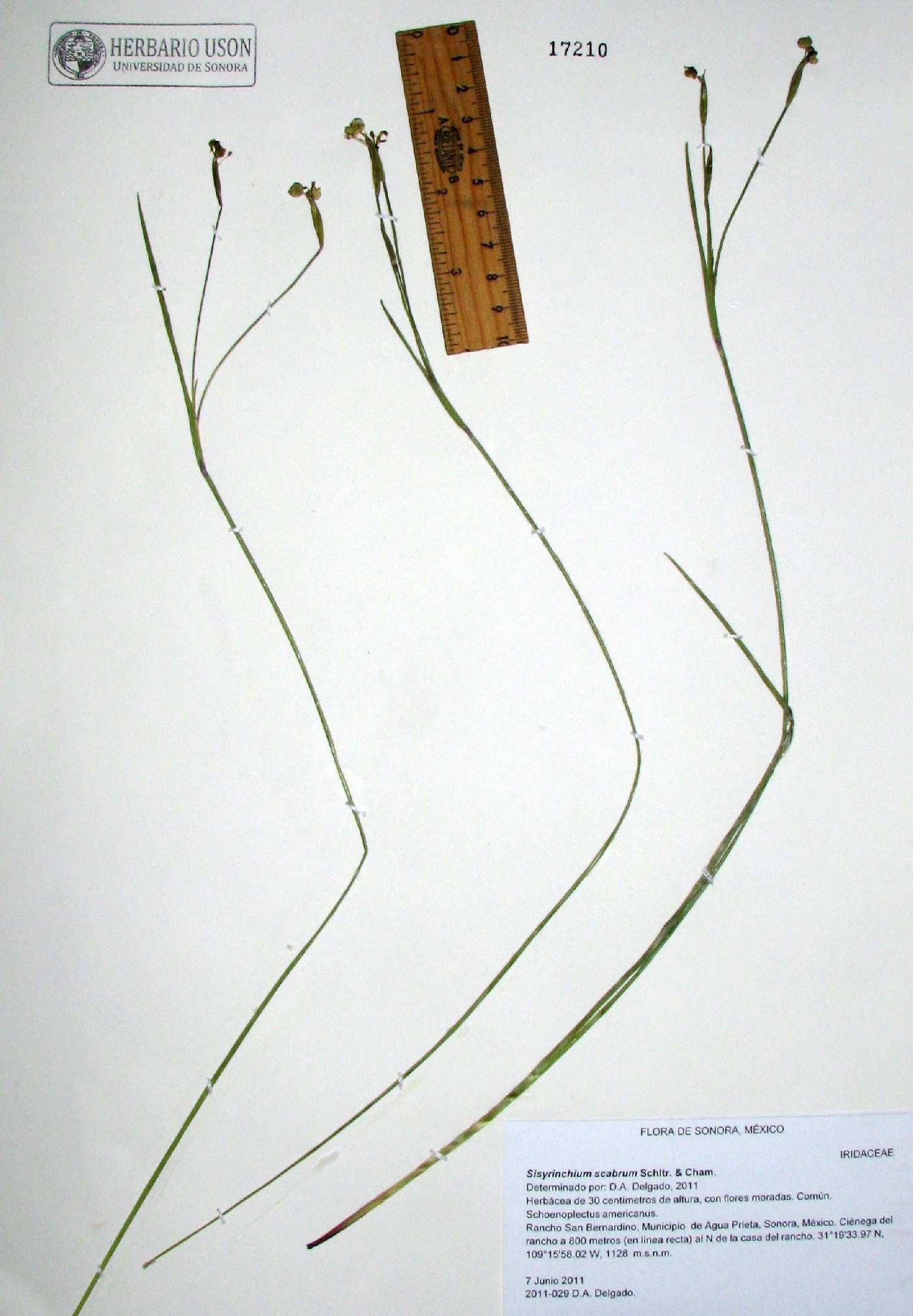 Sisyrinchium scabrum image