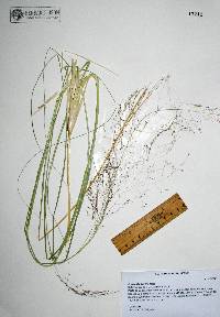 Eragrostis lugens image