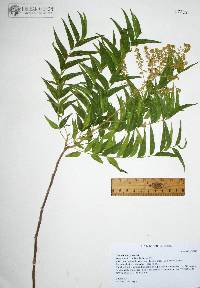 Sapindus saponaria var. saponaria image