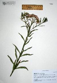 Pluchea salicifolia image