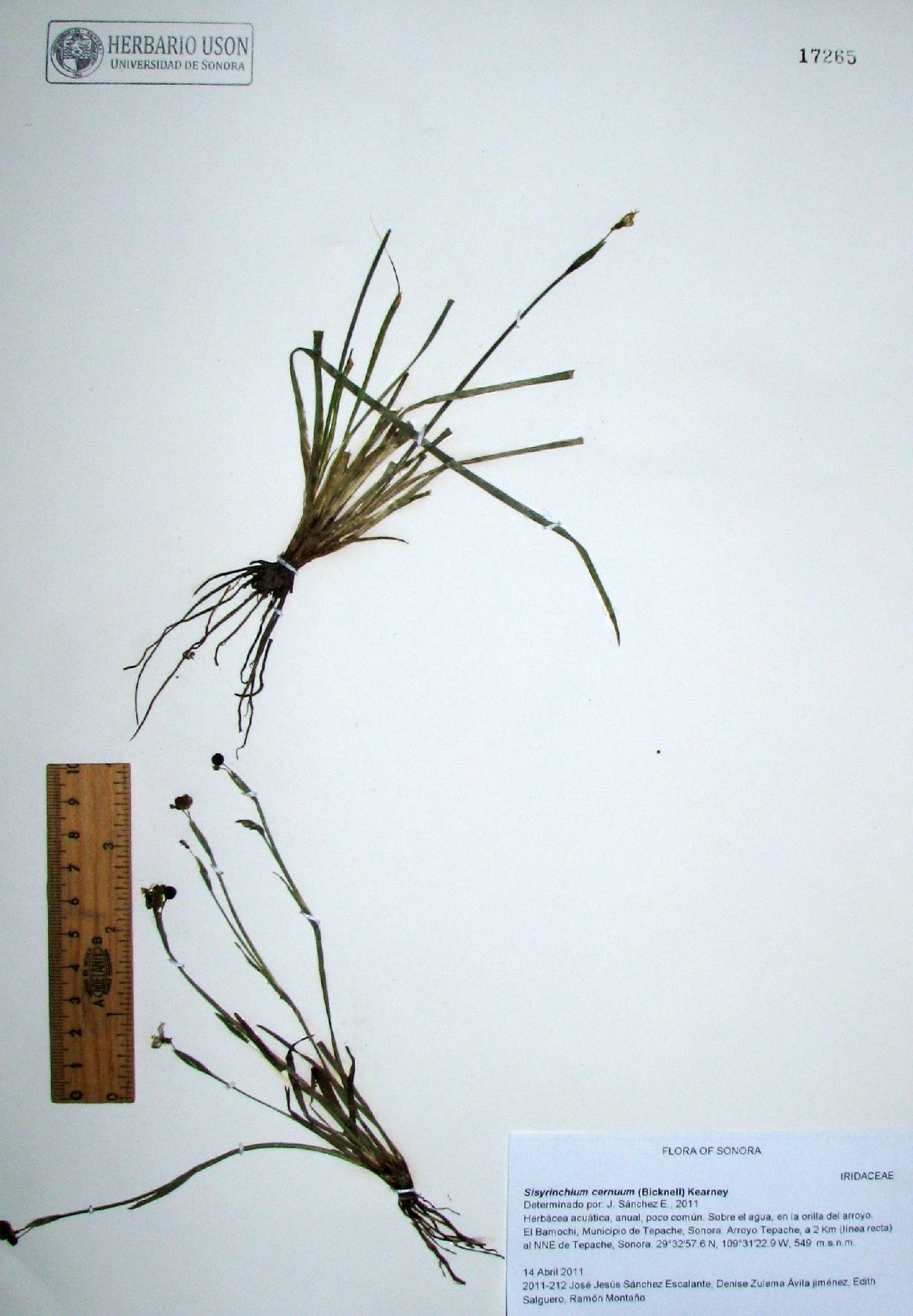 Sisyrinchium cernuum image