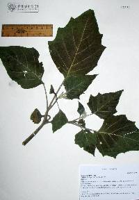 Datura wrightii image