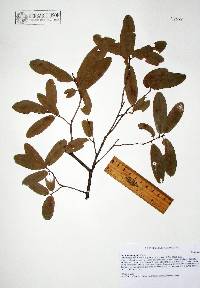 Quercus oblongifolia image