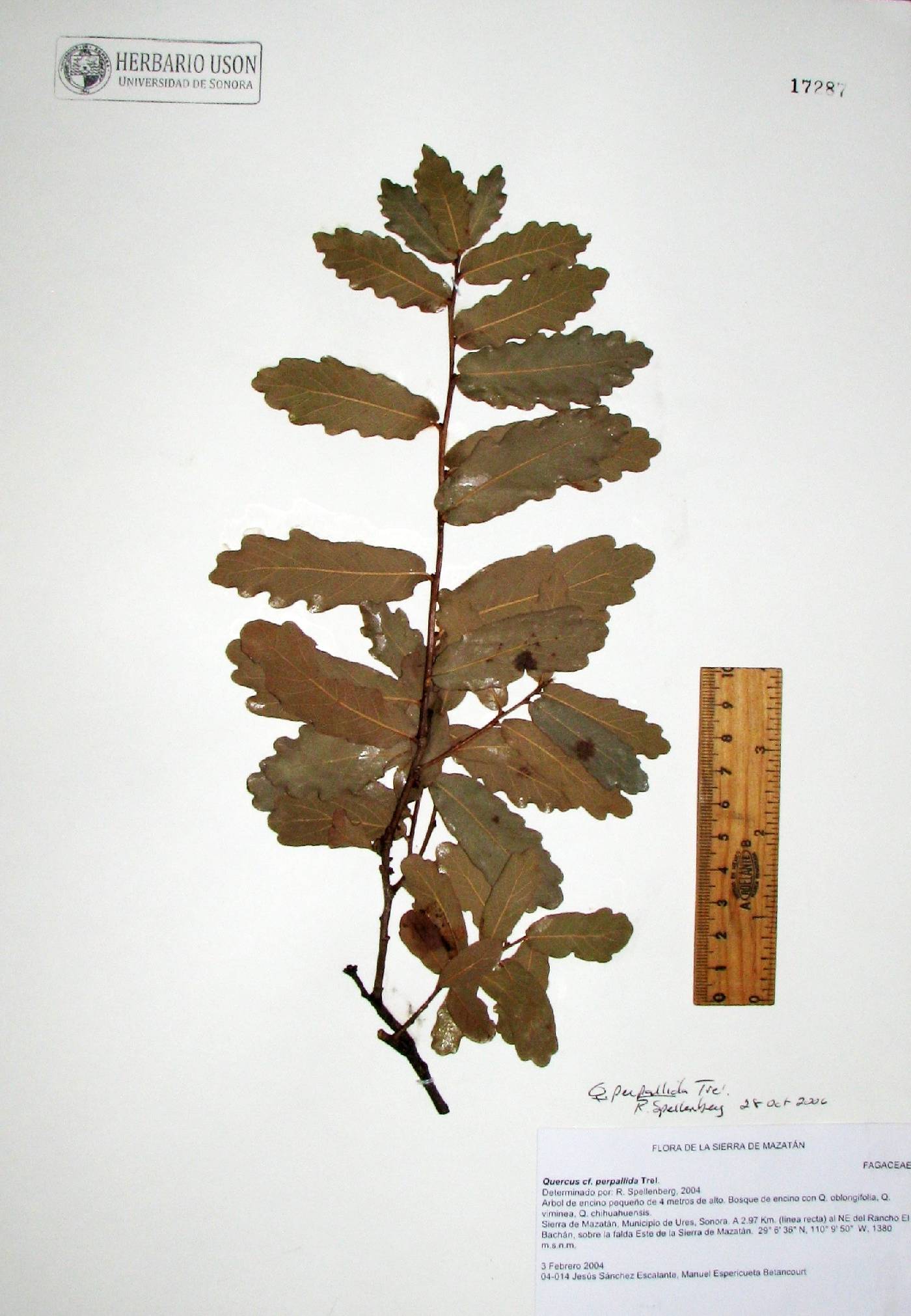 Quercus perpallida image