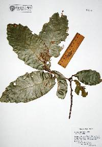 Quercus tuberculata image