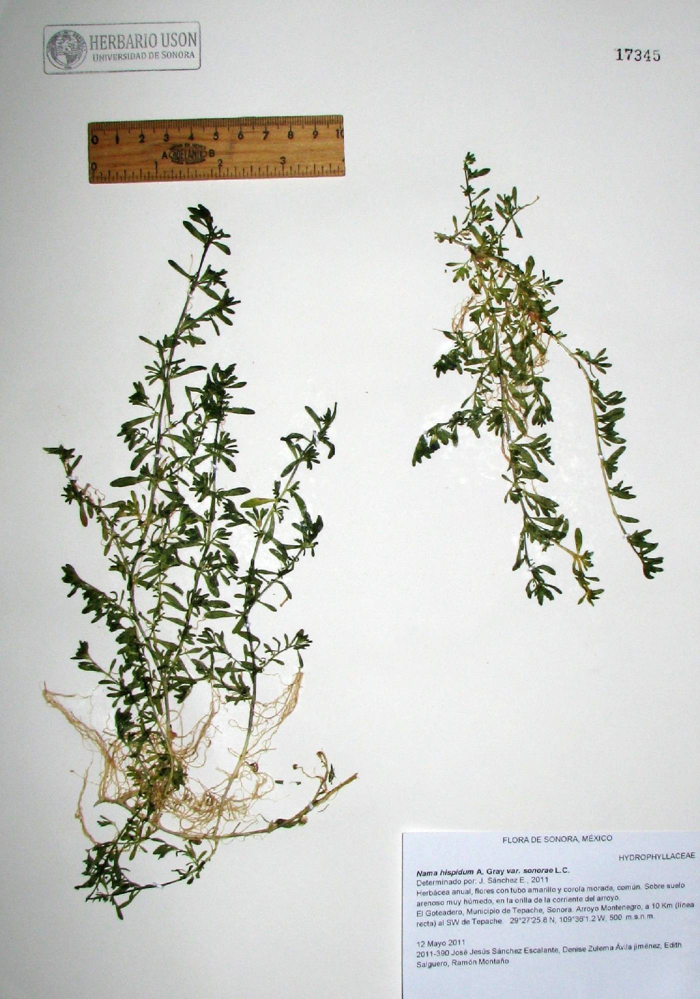 Nama hispida var. sonorae image