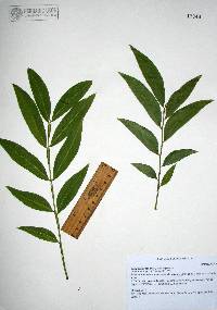 Sapindus saponaria image