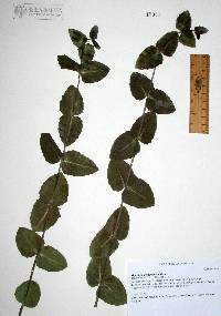 Guardiola platyphylla image