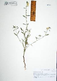 Heliotropium wigginsii image