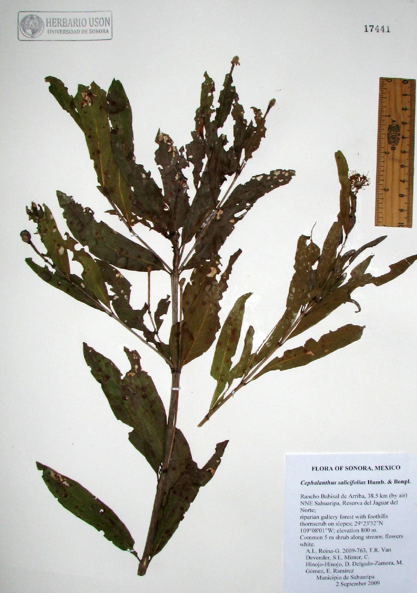 Cephalanthus salicifolius image