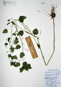 Euphorbia dioscoreoides subsp. attenuata image