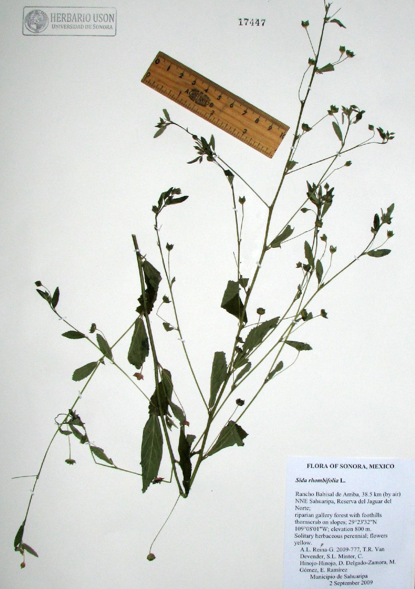 Sida rhombifolia image