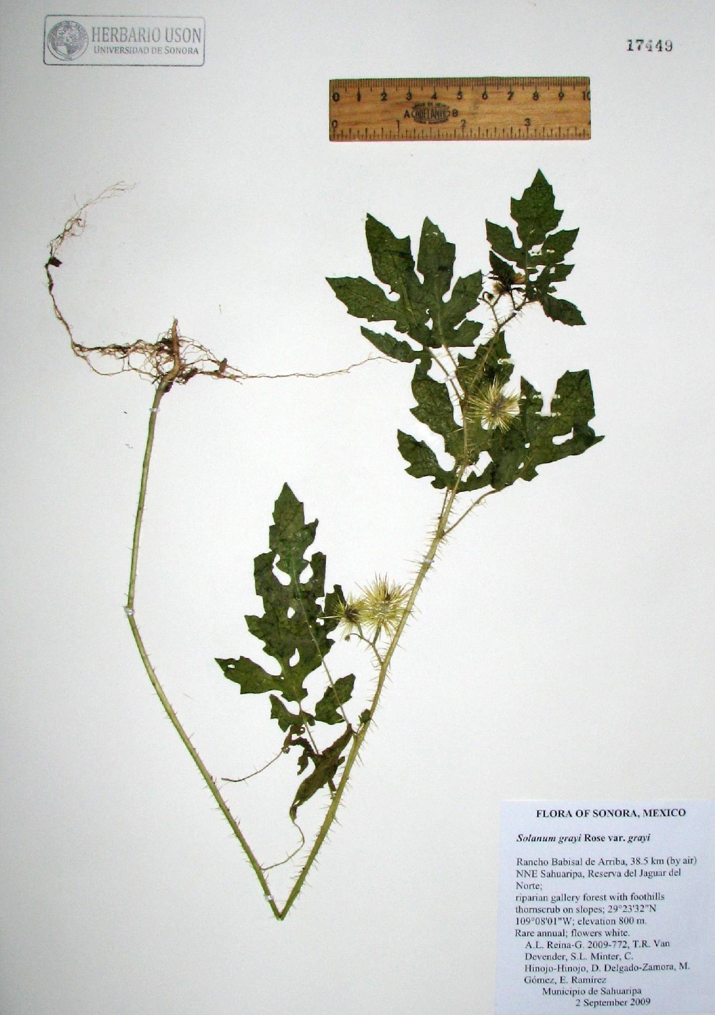 Solanum grayi var. grayi image