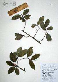 Sideroxylon persimile subsp. subsessiliflorum image