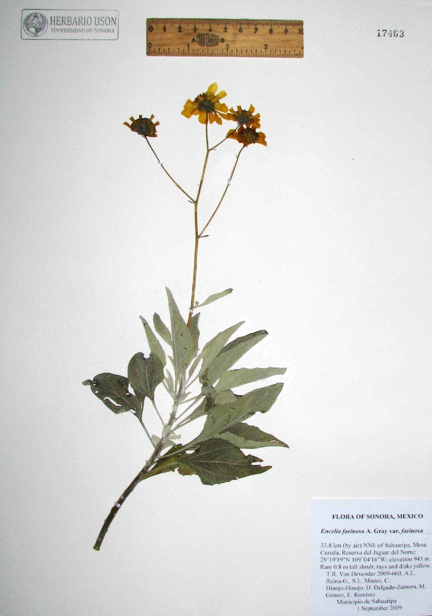 Encelia farinosa var. farinosa image