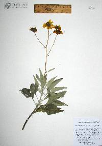 Encelia farinosa image