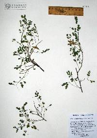 Mimosa distachya var. distachya image