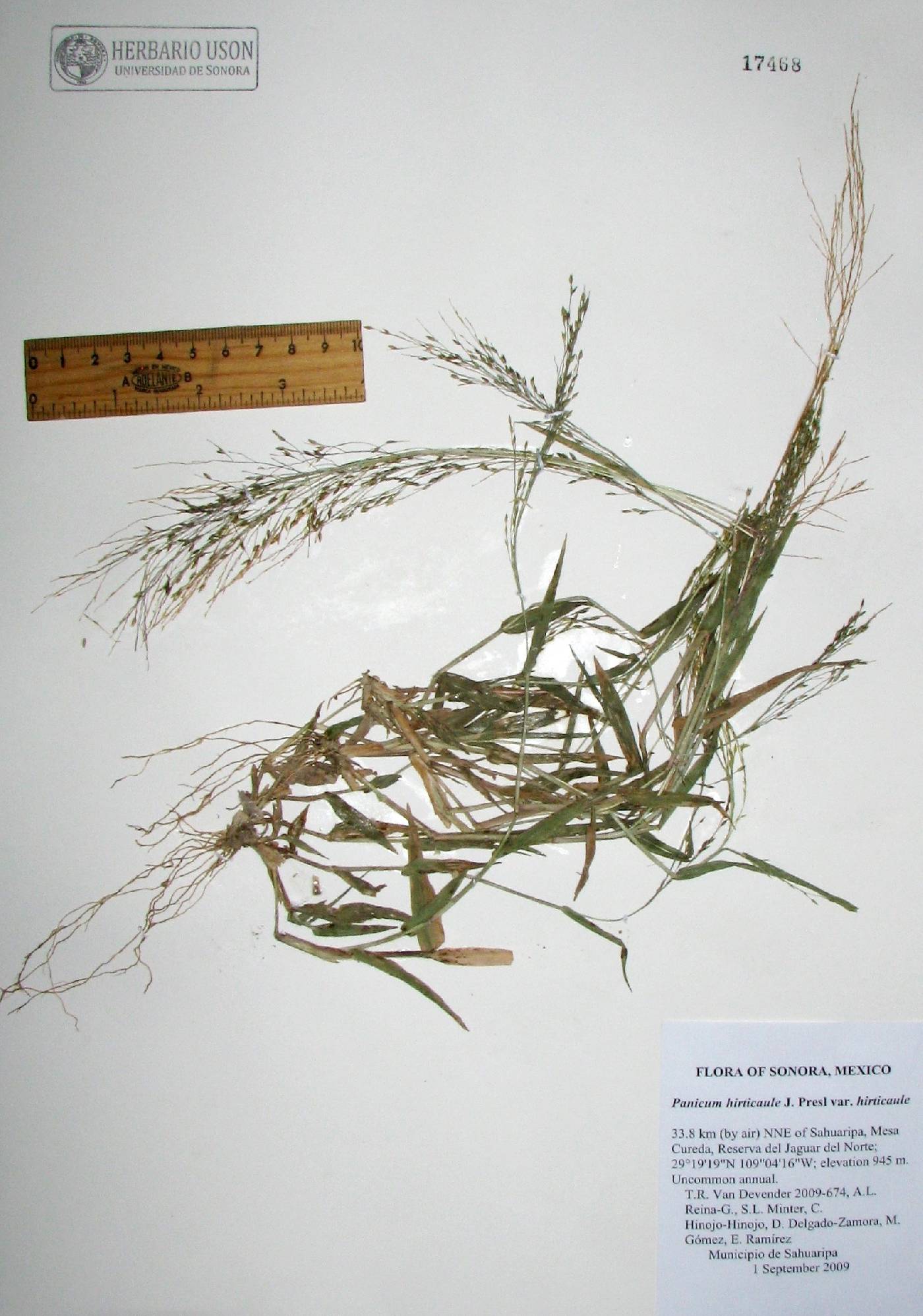 Panicum hirticaule var. hirticaule image