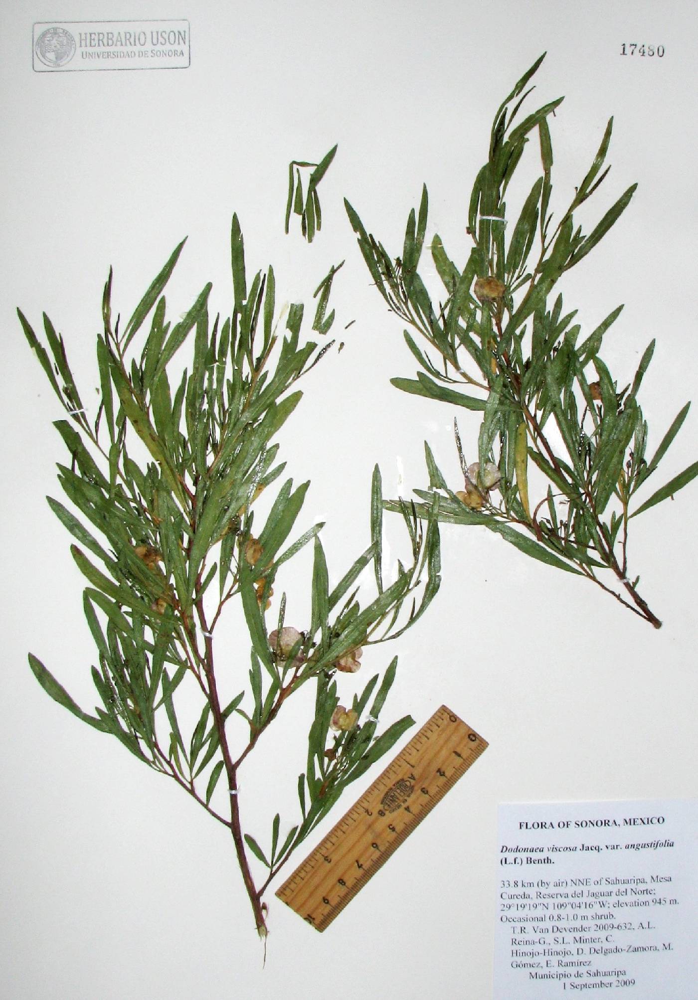 Dodonaea viscosa subsp. angustifolia image