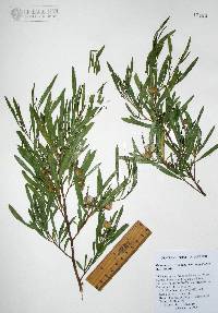 Dodonaea viscosa image