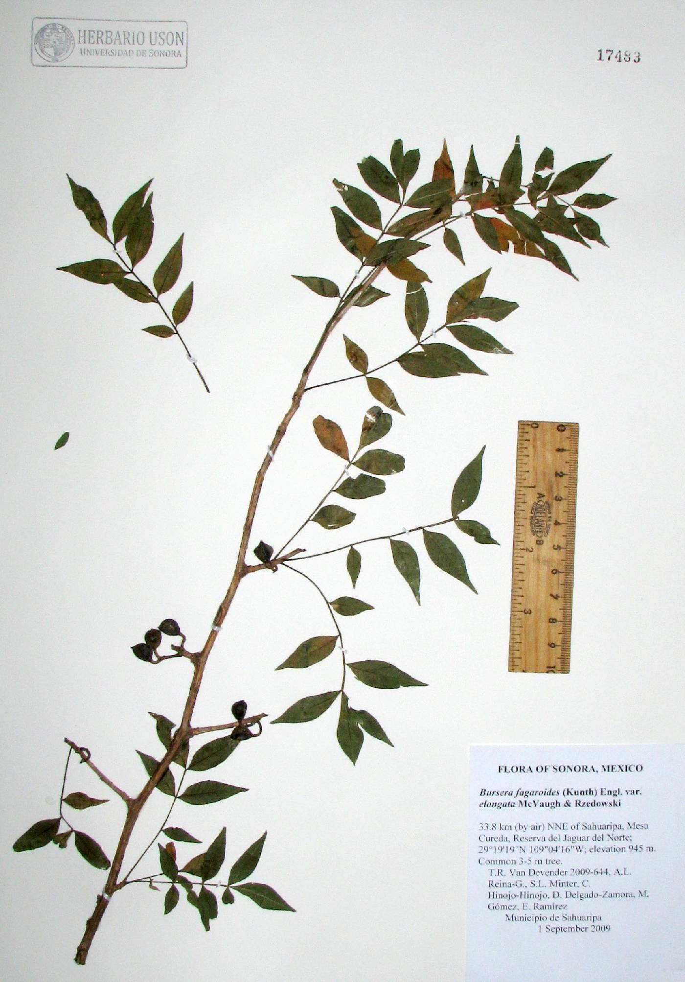 Bursera fagaroides var. elongata image