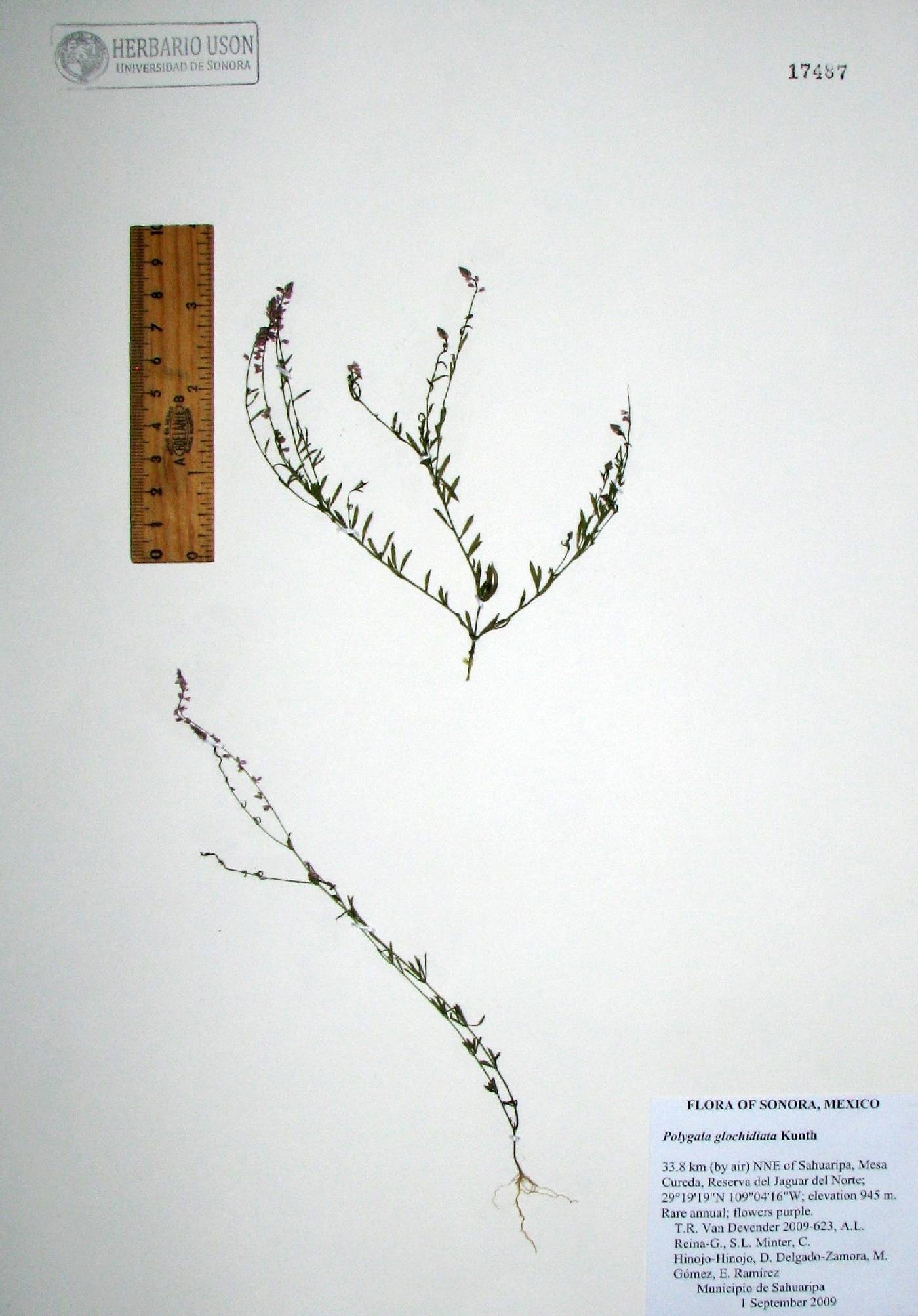 Polygala glochidiata image