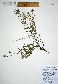 Chamaecrista serpens var. wrightii image