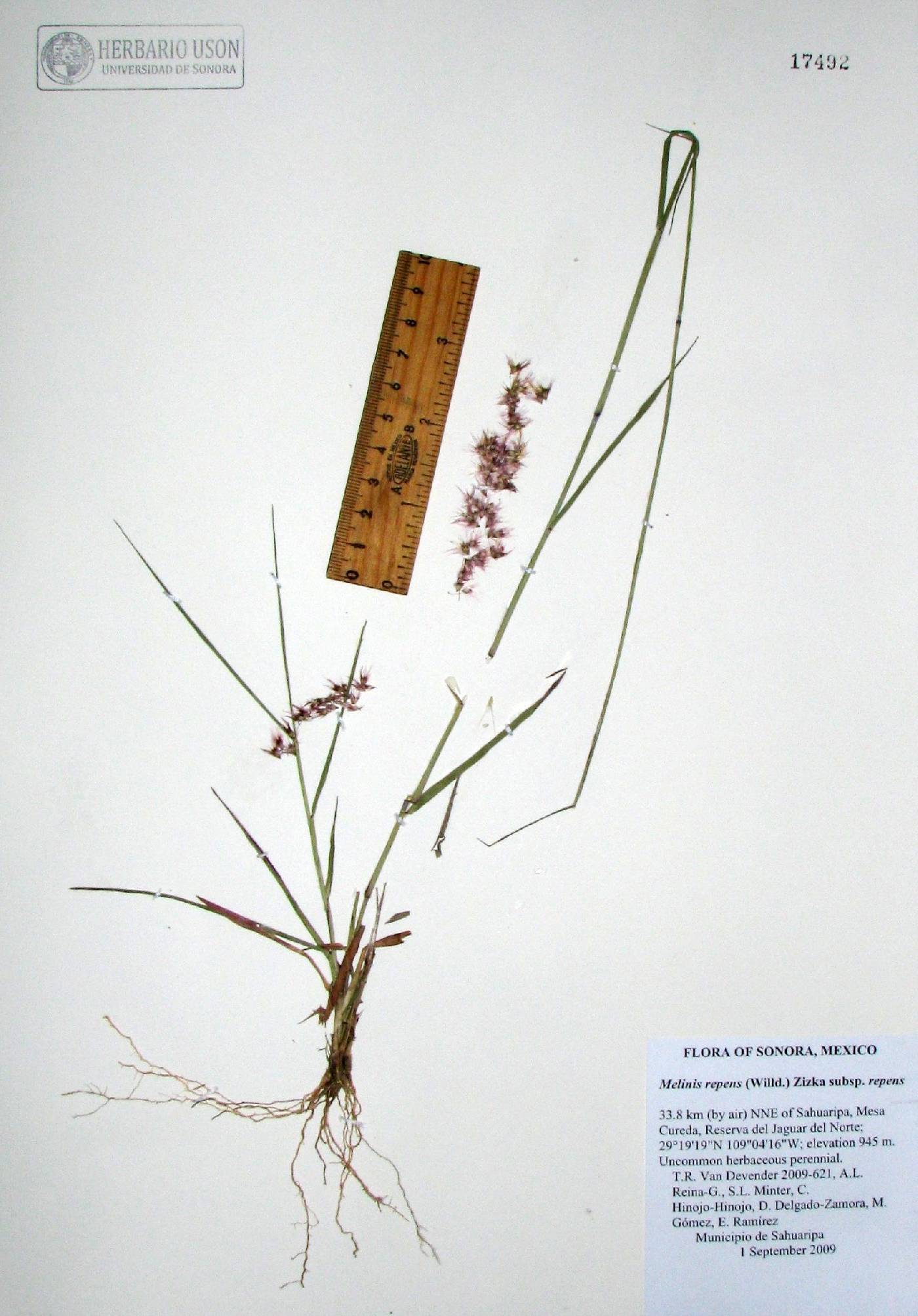 Melinis repens subsp. repens image