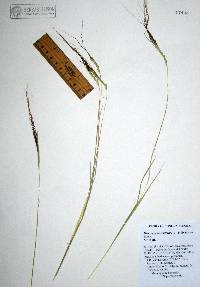 Heteropogon contortus image