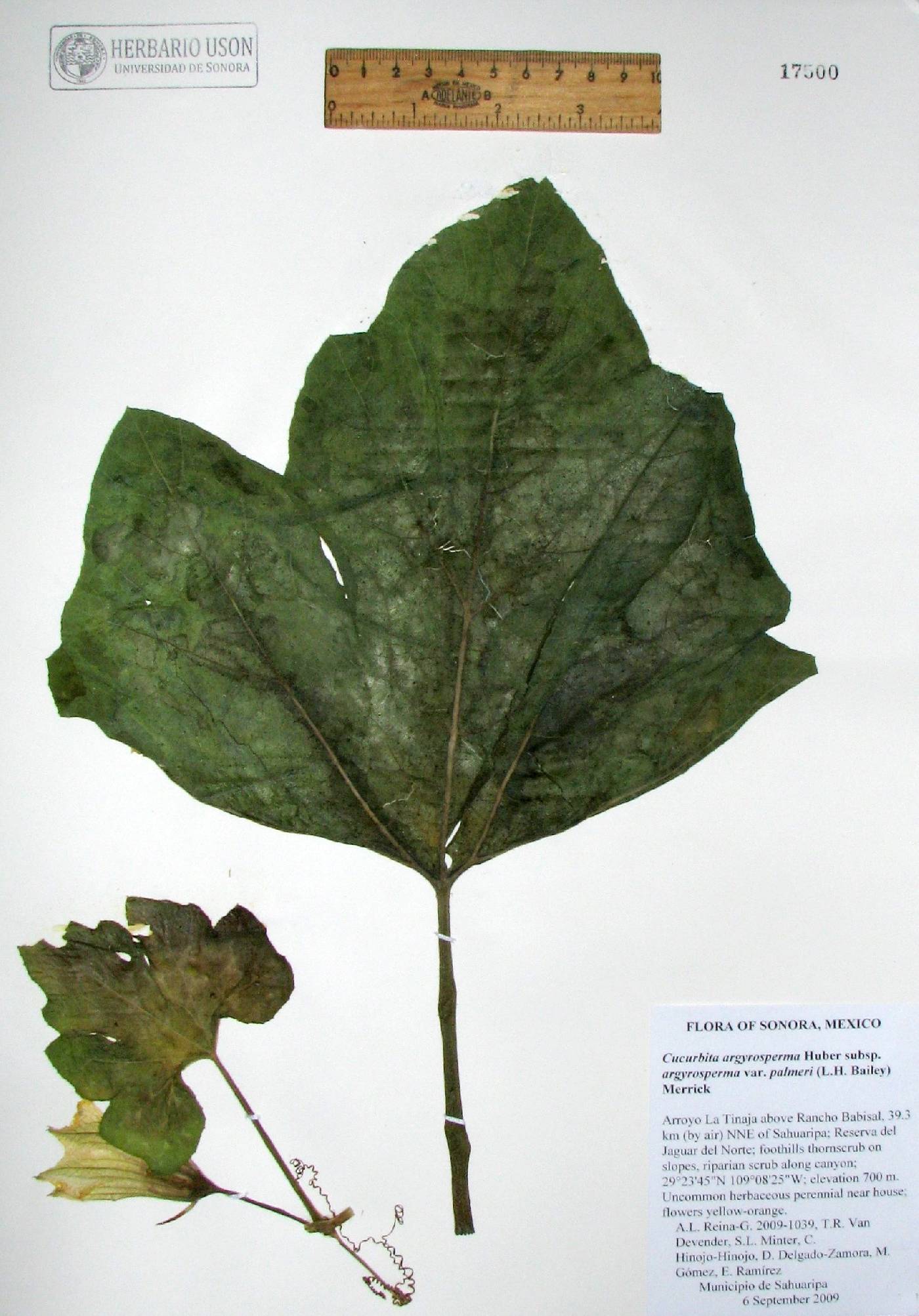 Cucurbita argyrosperma subsp. argyrosperma image