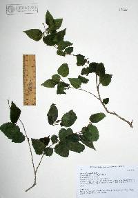 Morus microphylla image