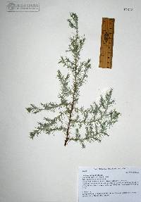 Juniperus deppeana image